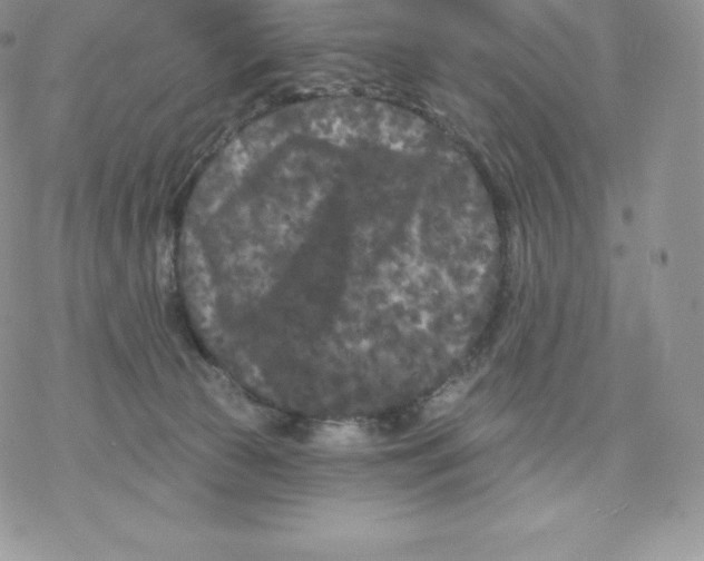 X0000077320177200611171751