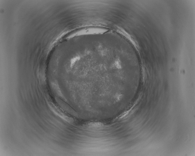 X0000077320203200611171751