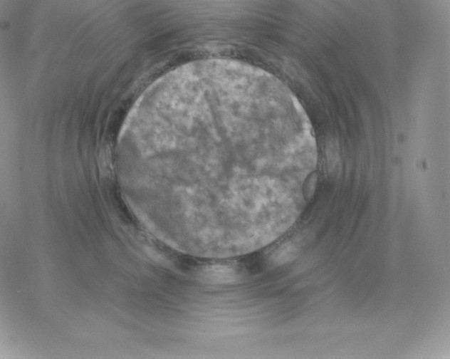 X0000077320236200611171750