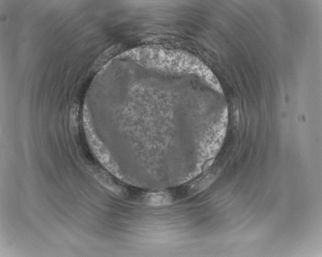 X0000077320275200611171750