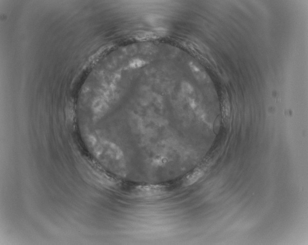 X0000077320367200611171748