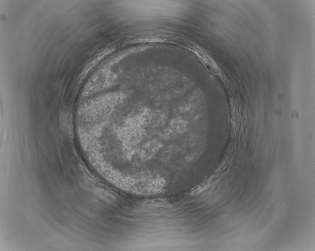 X0000077320386200611171748