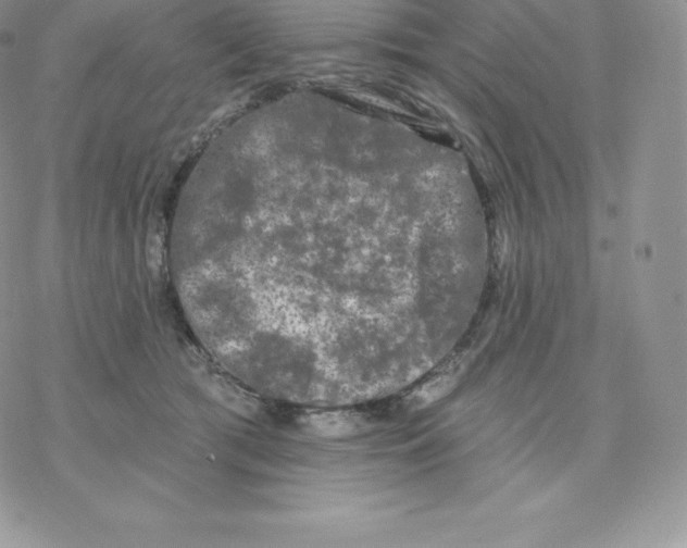 X0000077320417200611171747