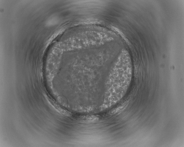 X0000077320443200611171746