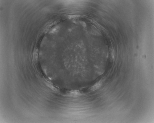 X0000077320475200611171747