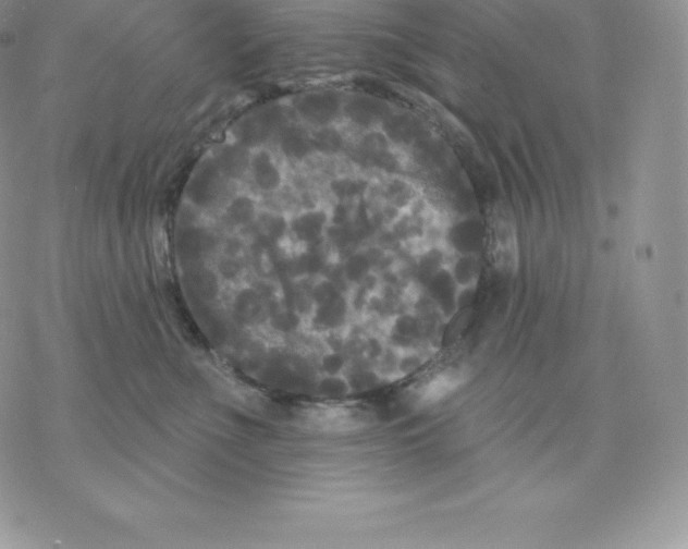 X0000077320523200611171745