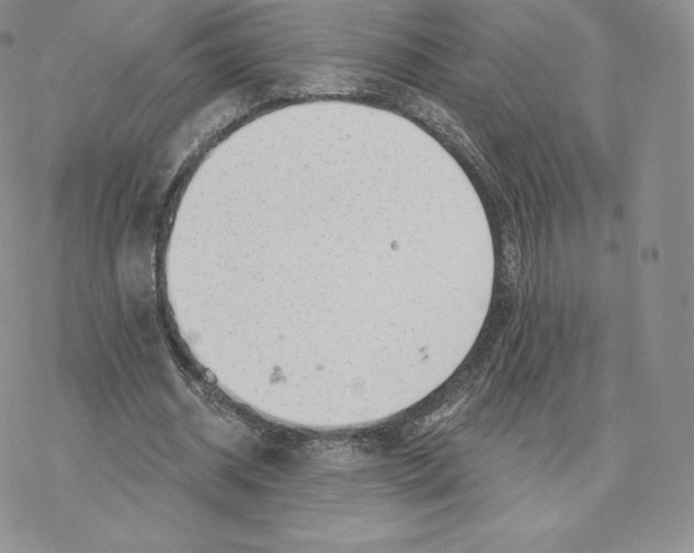 X0000077320534200611171745