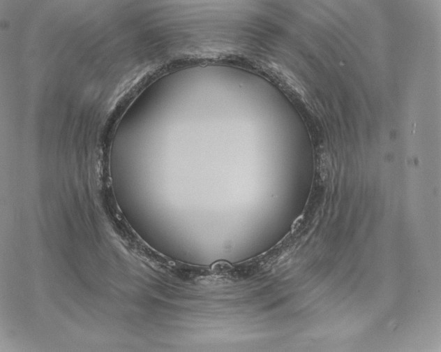 X0000077320544200611171745