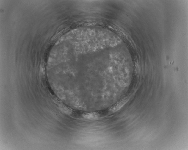 X0000077320561200611171745