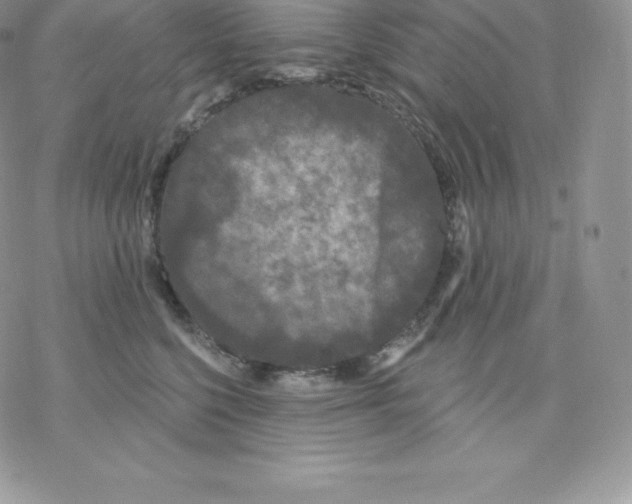 X0000077320568200611171745