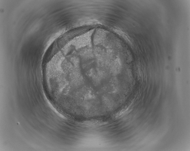 X0000077320630200611171743