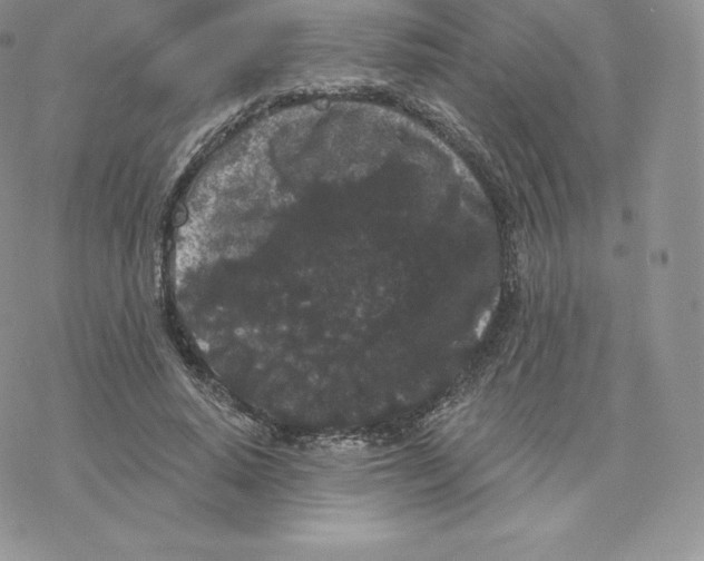 X0000077320640200611171743