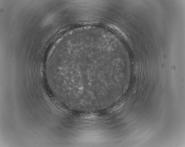 X0000077320643200611171743