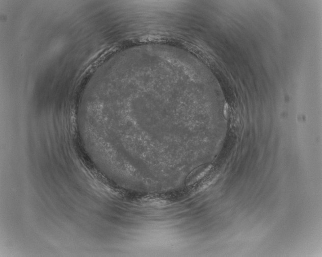 X0000077320648200611171743