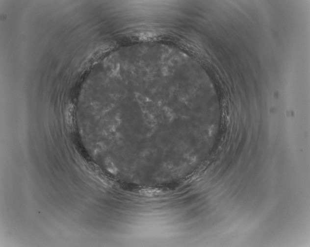 X0000077320650200611171743