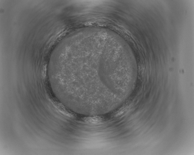 X0000077320652200611171743