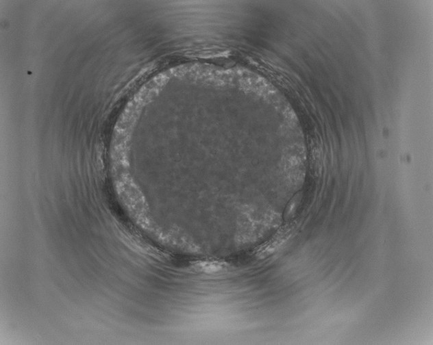 X0000077320654200611171743