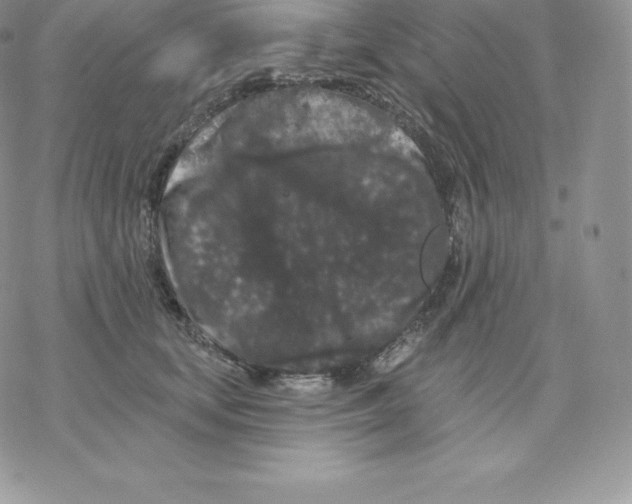 X0000077320659200611171744