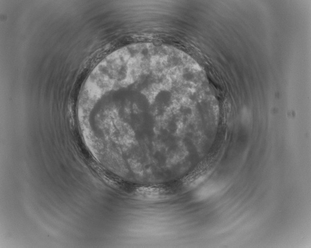 X0000077320699200611171743