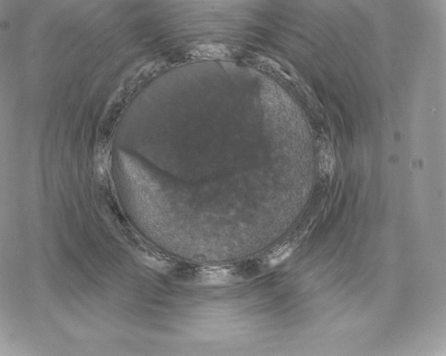 X0000077320701200611171743