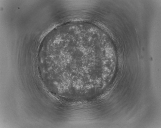 X0000077320721200611171741