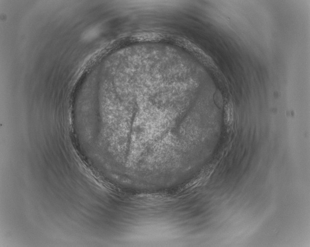 X0000077320733200611171742