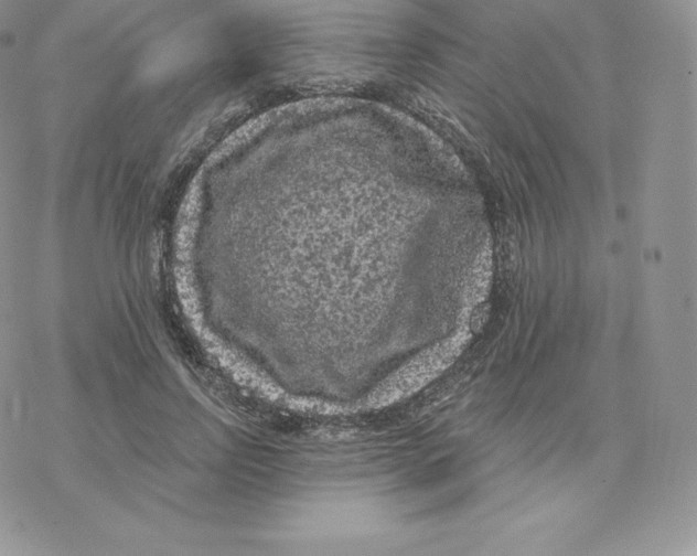 X0000077320742200611171742