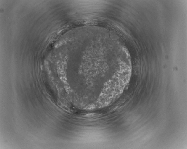 X0000077320748200611171742