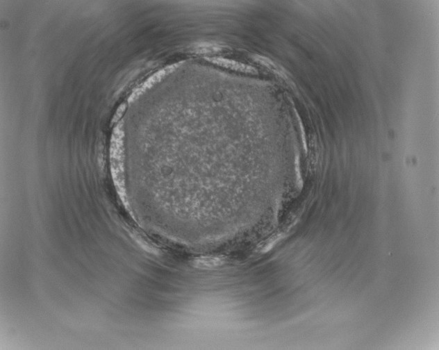 X0000077320762200611171742