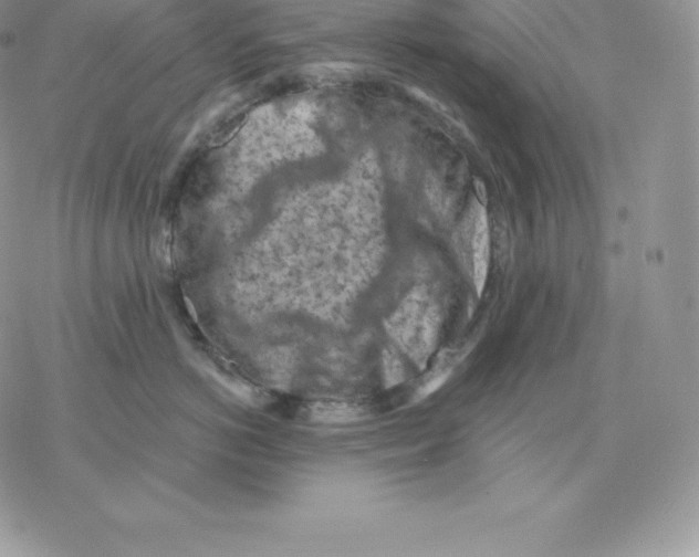 X0000077320766200611171742