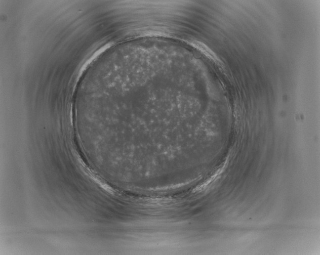 X0000077320790200611171741