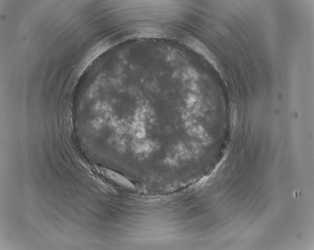 X0000077320829200611171740