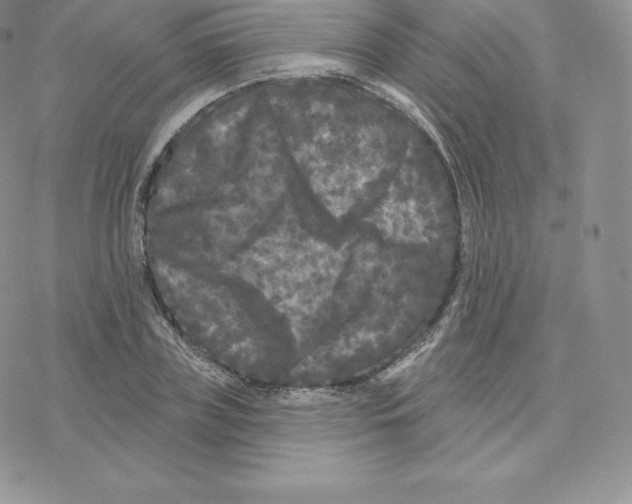 X0000077320835200611171740