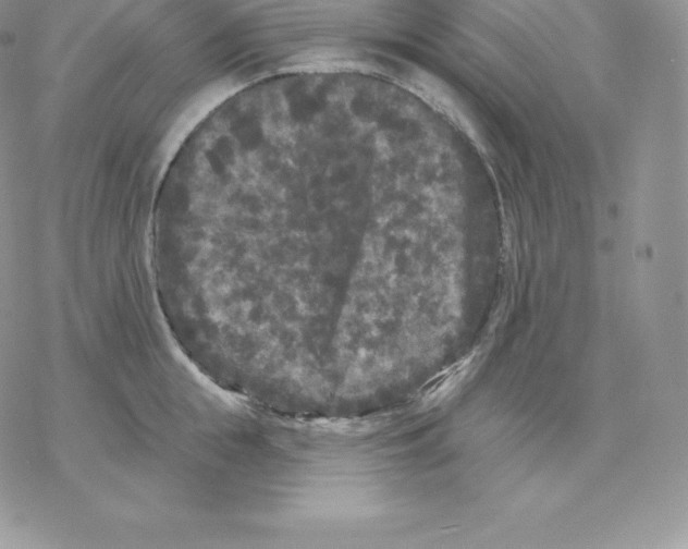 X0000077320855200611171740