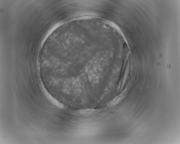 X0000077320859200611171741