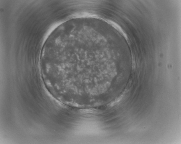 X0000077320863200611171741