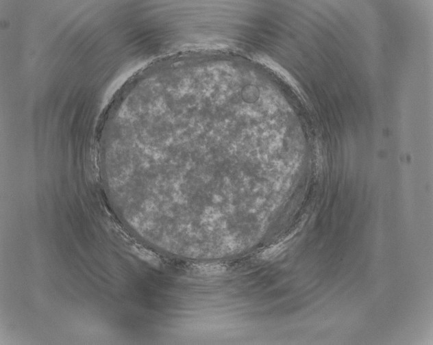 X0000077320878200611171740