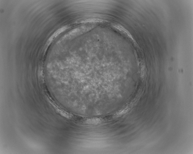 X0000077320882200611171740