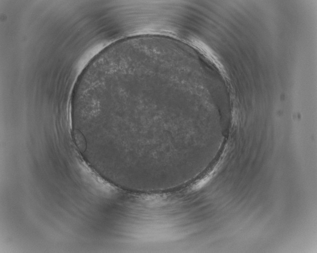 X0000077320892200611171739