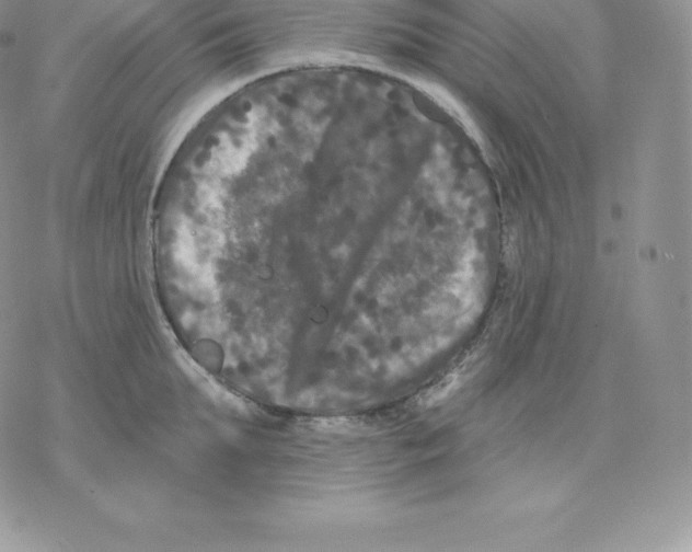 X0000077320903200611171739