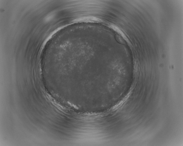 X0000077320923200611171738