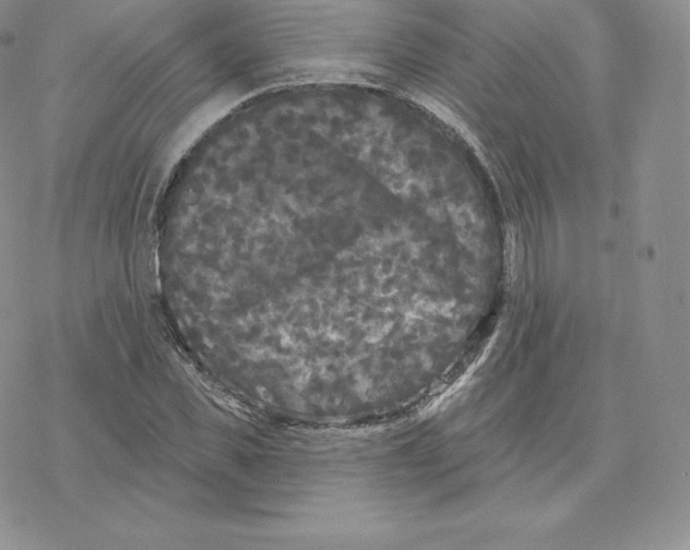 X0000077320925200611171739