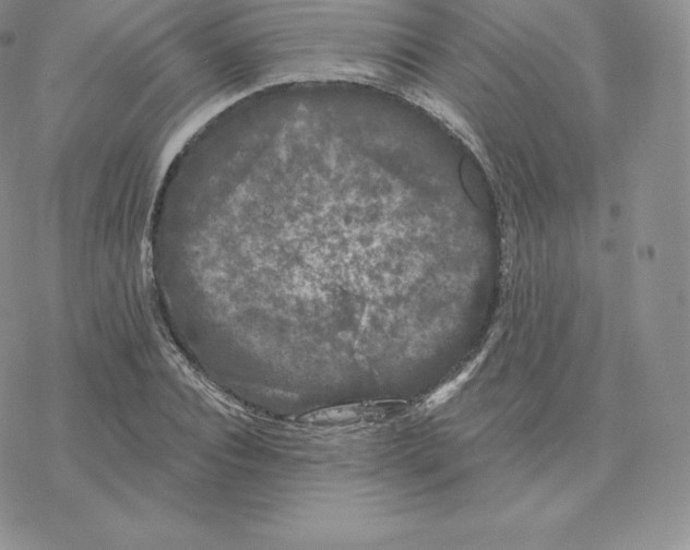 X0000077320928200611171739