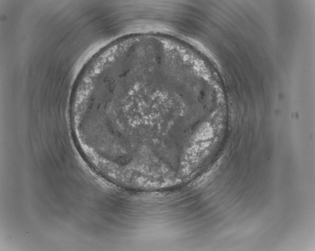 X0000077320943200611171739