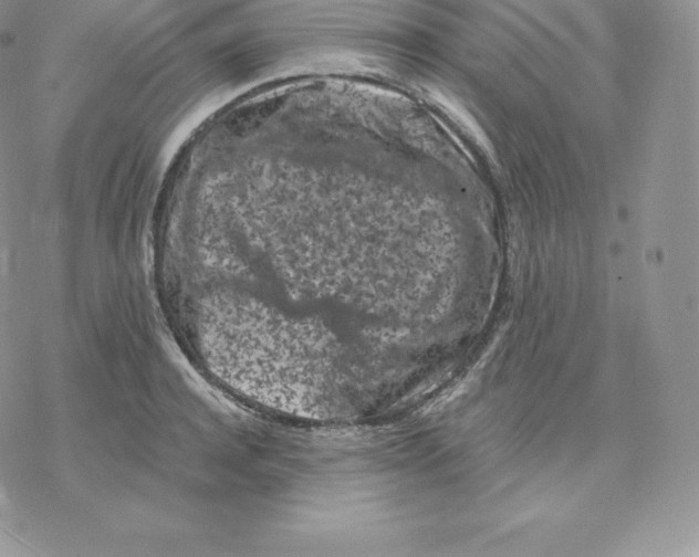 X0000077320944200611171739