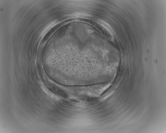 X0000077320946200611171739