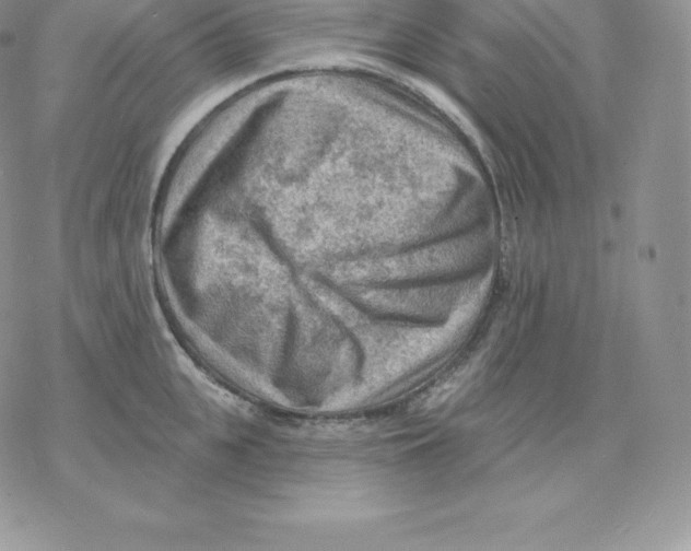 X0000077320951200611171739