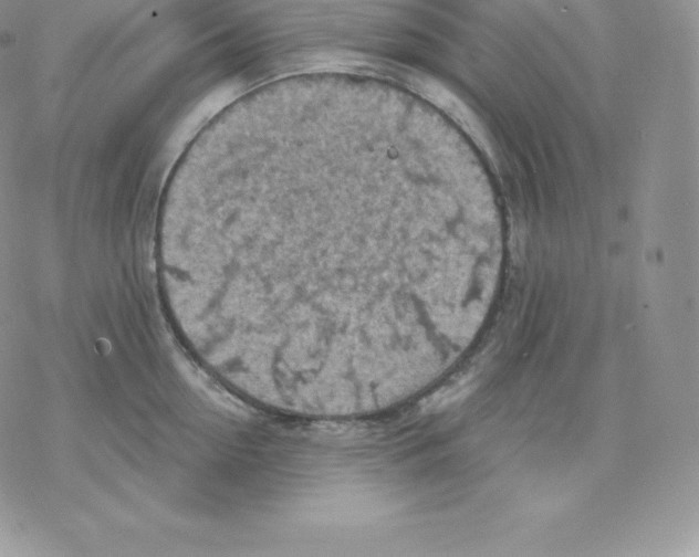 X0000077320954200611171739