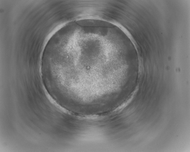 X0000077320957200611171739