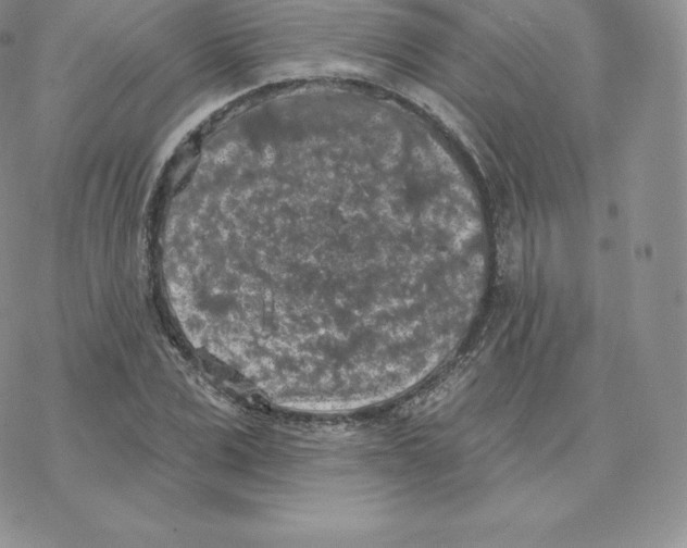 X0000077320975200611171738